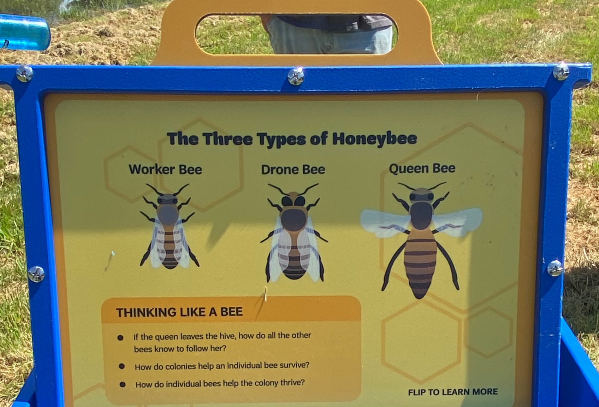A beehive installation at Camp Butterworth displaying info about the three types of honeybees